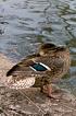 duck