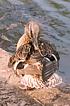 duck