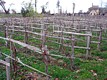 vineyard