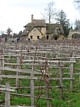 vineyard
