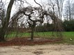 The English Garden