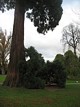 sequoia