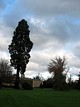 sequoia